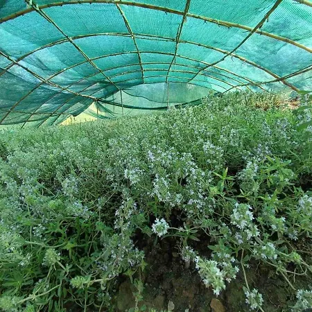 The With The Aromatic Herbs Villa Agia Triada (Thessaloniki)