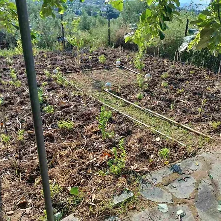 The With The Aromatic Herbs *