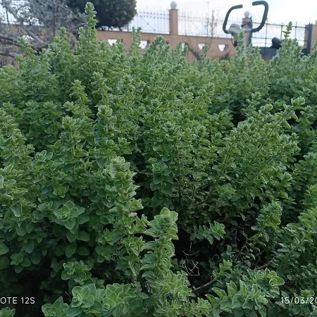 The With The Aromatic Herbs Villa