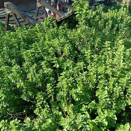 The With The Aromatic Herbs Villa