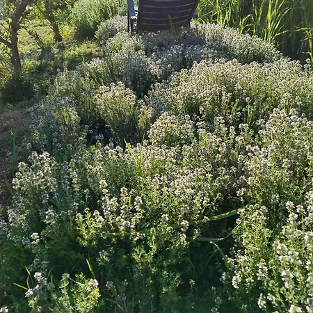 Villa The With The Aromatic Herbs *
