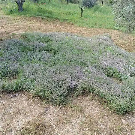 The With The Aromatic Herbs * Agia Triada (Thessaloniki)