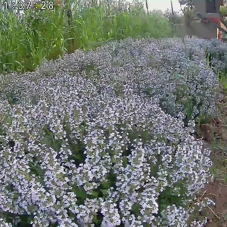 The With The Aromatic Herbs * Agía Triás