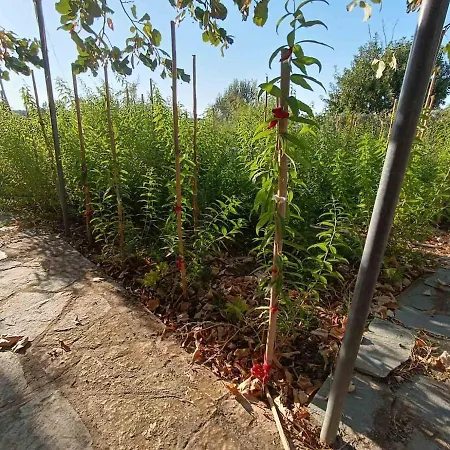Villa The With The Aromatic Herbs Agia Triada (Thessaloniki)