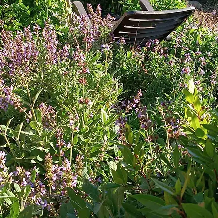 The With The Aromatic Herbs *