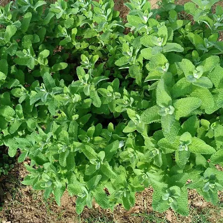 Villa The With The Aromatic Herbs *