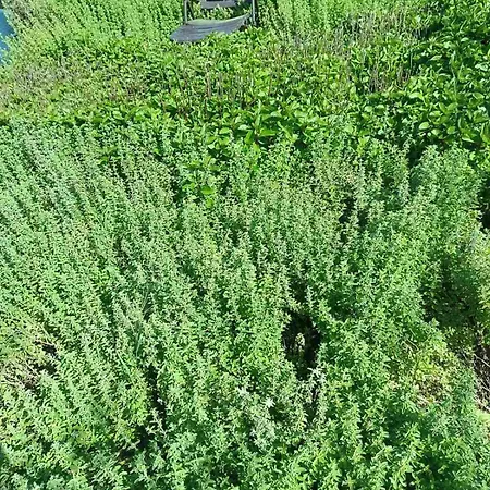 Villa The With The Aromatic Herbs