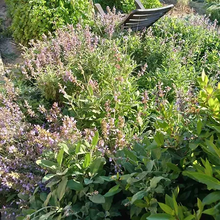 The With The Aromatic Herbs