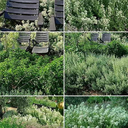The With The Aromatic Herbs Agia Triada (Thessaloniki)