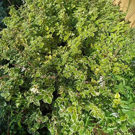 The With The Aromatic Herbs Villa *