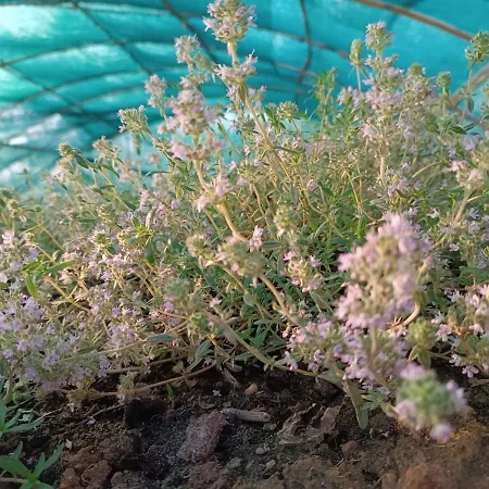 Villa The With The Aromatic Herbs Agia Triada (Thessaloniki)